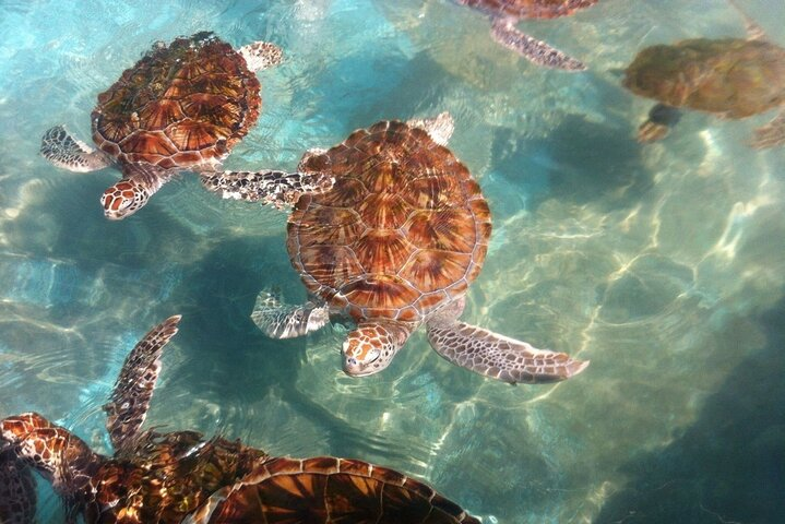 Bentota Day Tour From Kalutara With Lunch - Photo 1 of 6